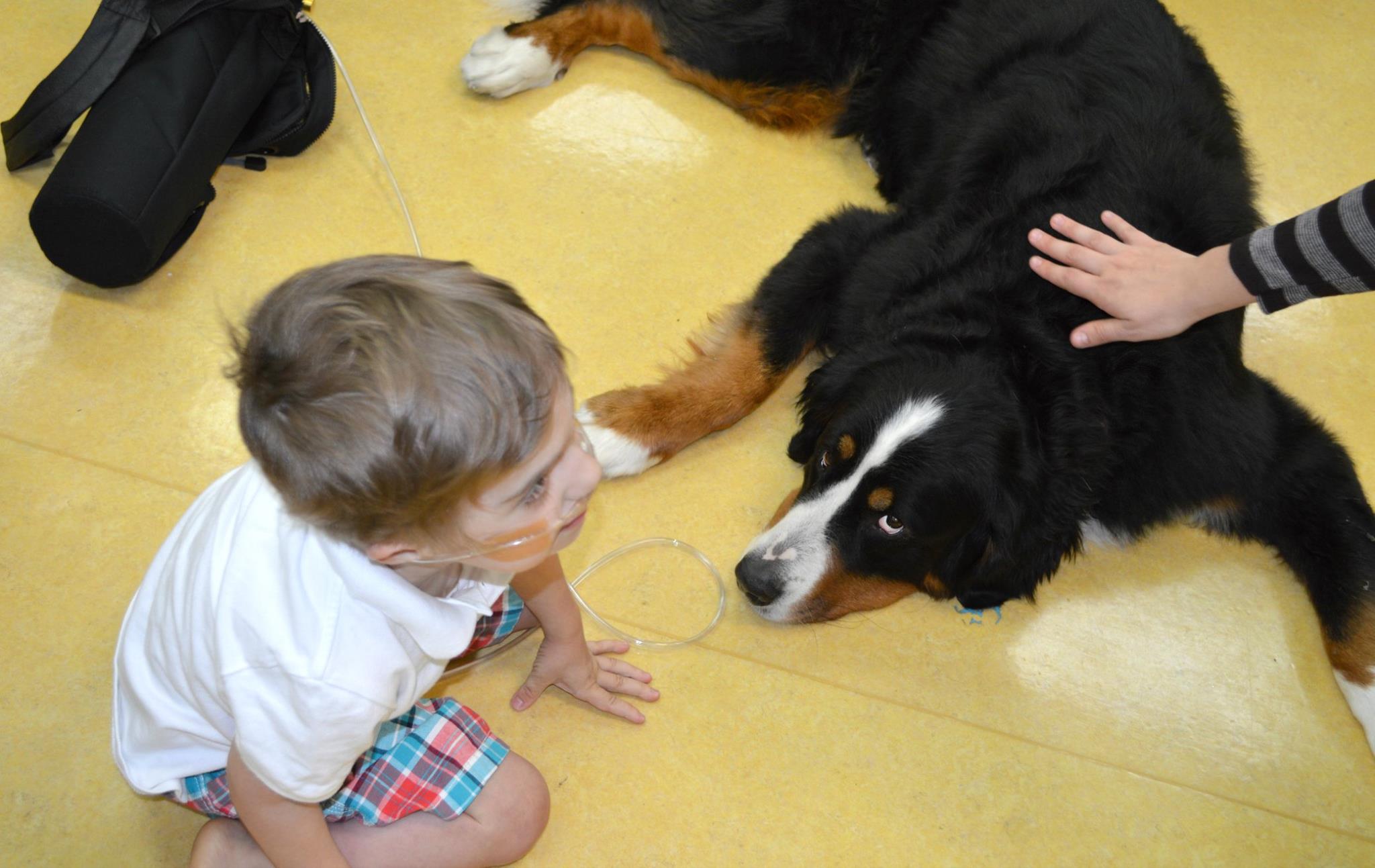 Therapy Dogs