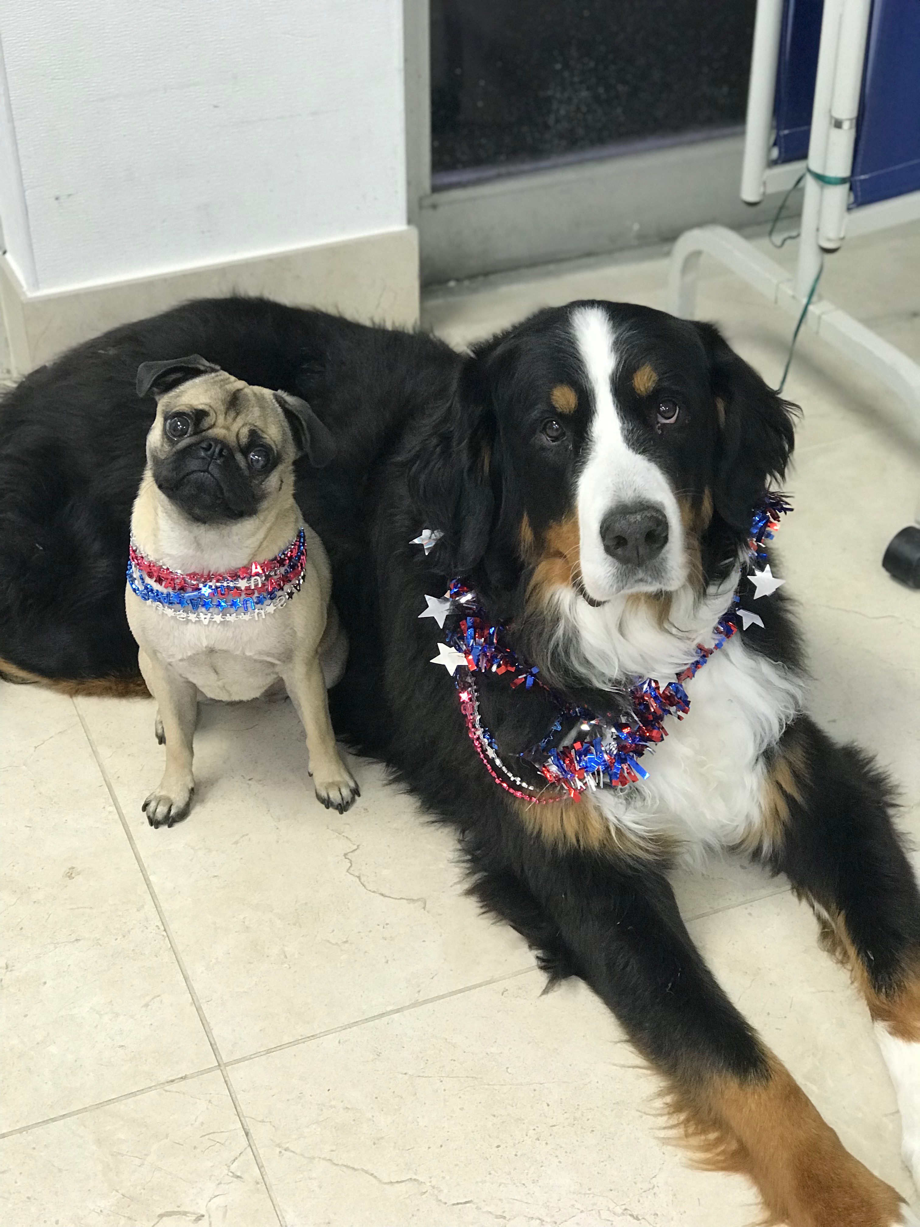 Broward Children's Center therapy dogs.